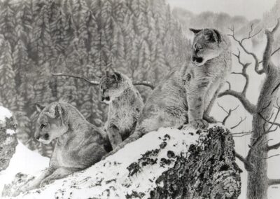 Drawing of a cougar by Delvea Tuff, titled Cougars.